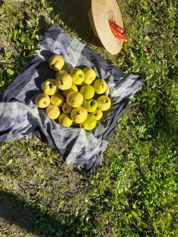 Quinta Da Peca Douro Vinhateiro Vila Real Esterno foto