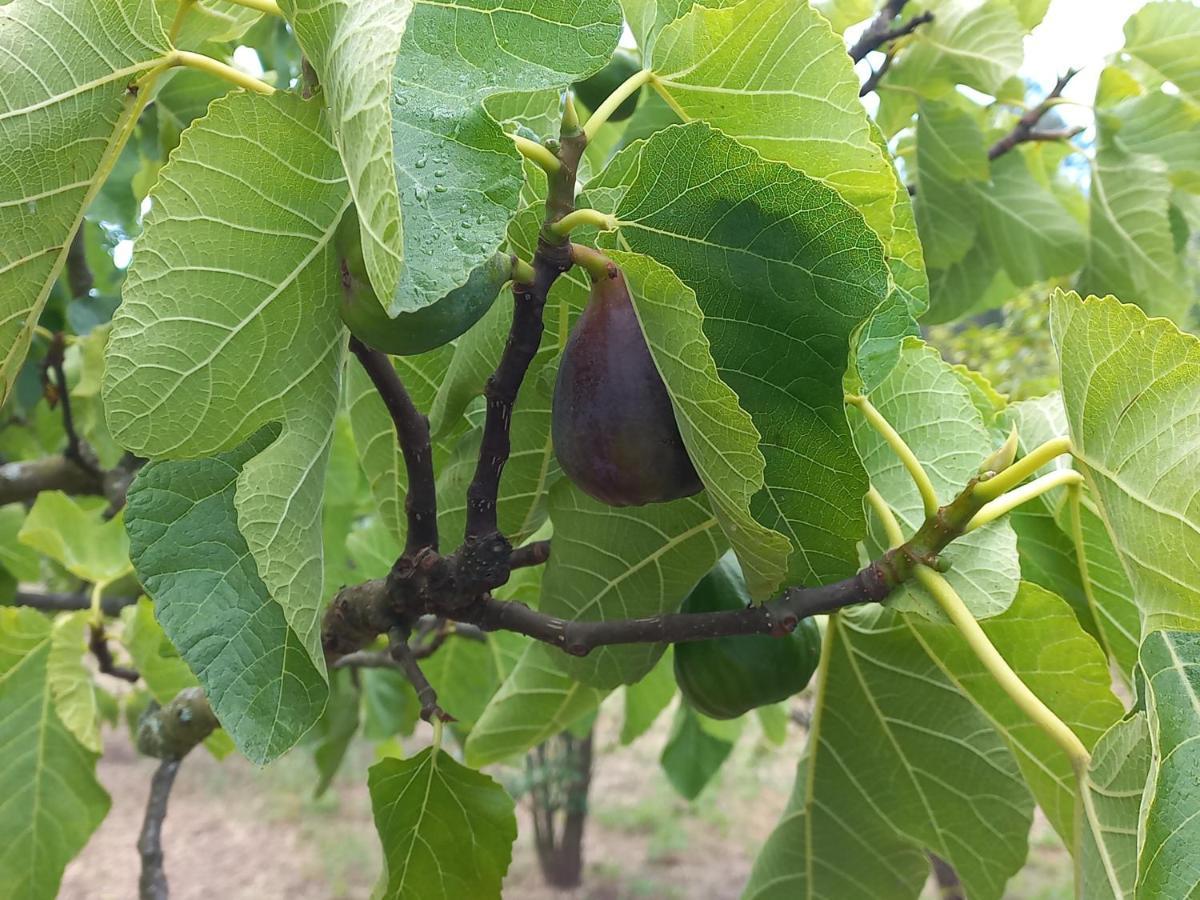 Quinta Da Peca Douro Vinhateiro Vila Real Esterno foto